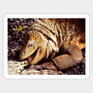 "Tastes Good !!", Land Iguana, Galapagos Sticker